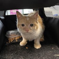 Shelter Stray Unknown Cat last seen Near College Drive, Windsor Heights, IA, 50324, Des Moines, IA 50313