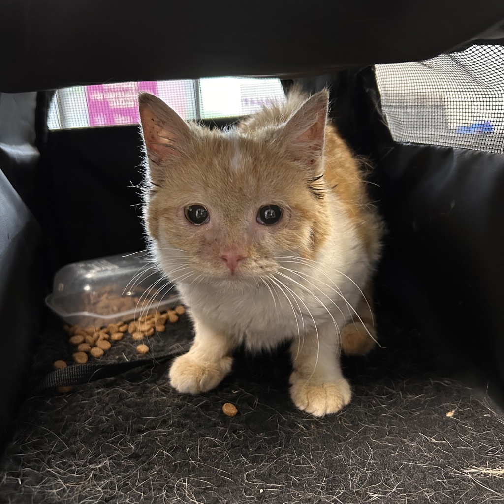 Shelter Stray Unknown Cat last seen Near College Drive, Windsor Heights, IA, 50324, Des Moines, IA 50313