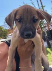 Shelter Stray Female Dog last seen Near Morena Boulevard, San Diego, CA, 92110, 5500 Gaines St, San Diego, CA 92110, USA