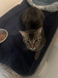 Found/Stray Unknown Cat last seen Meadow point wesley chapel, Wesley Chapel, FL 33543