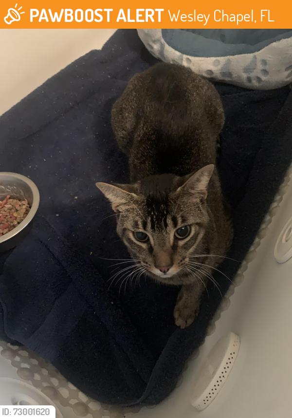 Found/Stray Unknown Cat last seen Meadow point wesley chapel, Wesley Chapel, FL 33543
