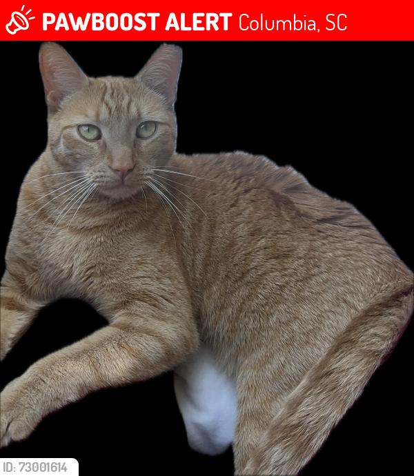 Lost Male Cat last seen Winslow, Columbia, SC 29229