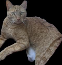 Lost Male Cat last seen Winslow, Columbia, SC 29229