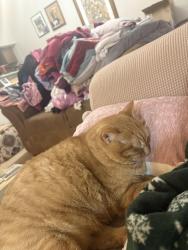Lost Female Cat last seen Haverford Rd, Greenwood, Marietta, GA 30067