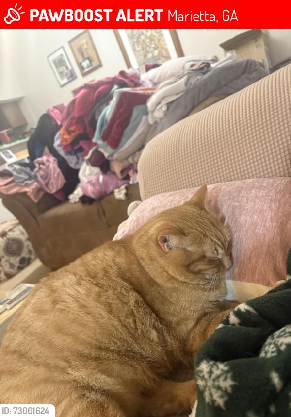 Lost Female Cat last seen Haverford Rd, Greenwood, Marietta, GA 30067