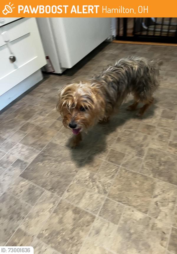 Found/Stray Unknown Dog last seen Valley view , Hamilton, OH 45013