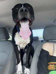 Found/Stray Male Dog last seen Sinclair Park, Winona, MN 55987