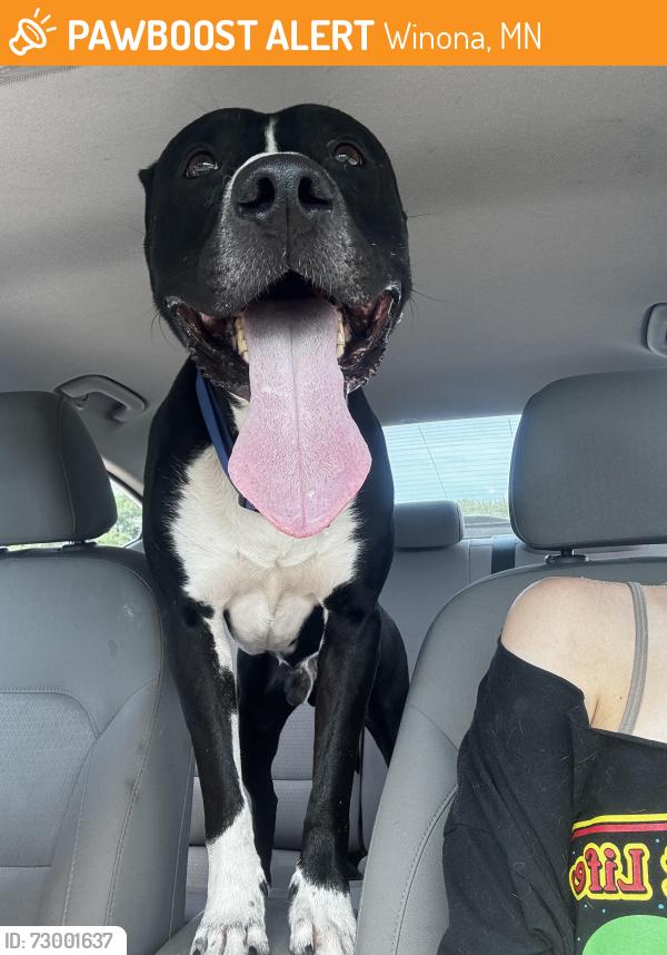 Found/Stray Male Dog last seen Sinclair Park, Winona, MN 55987