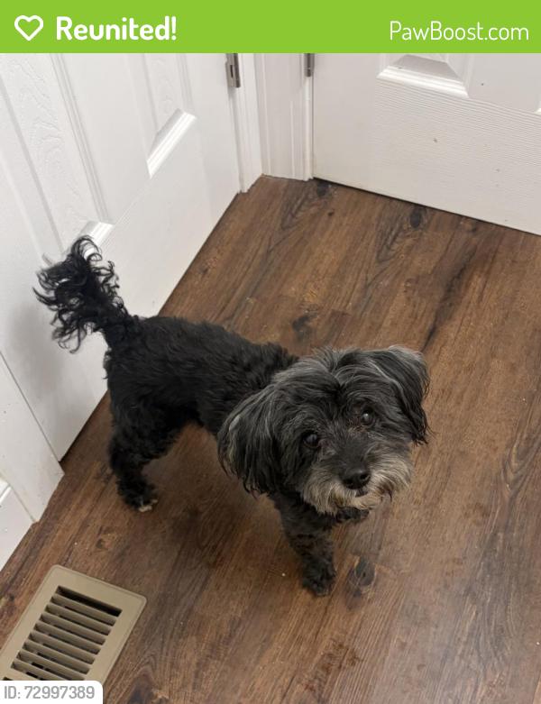 Reunited Male Dog last seen HCC Foodmart, Lillington, NC 27546