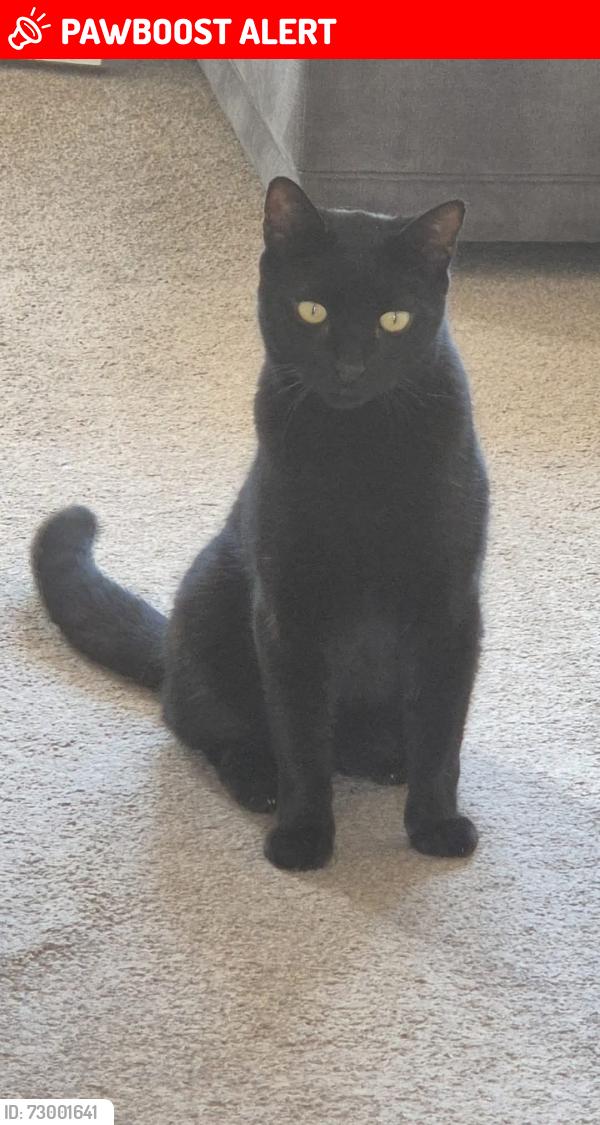 Lost Male Cat last seen Milby Grange est , North Yorkshire, England YO51 9GR