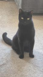 Lost Male Cat last seen Milby Grange est , North Yorkshire, England YO51 9GR