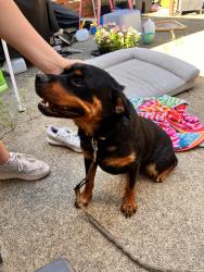 Found/Stray Female Dog last seen Mixon / Wemdom, Dallas, TX 75220