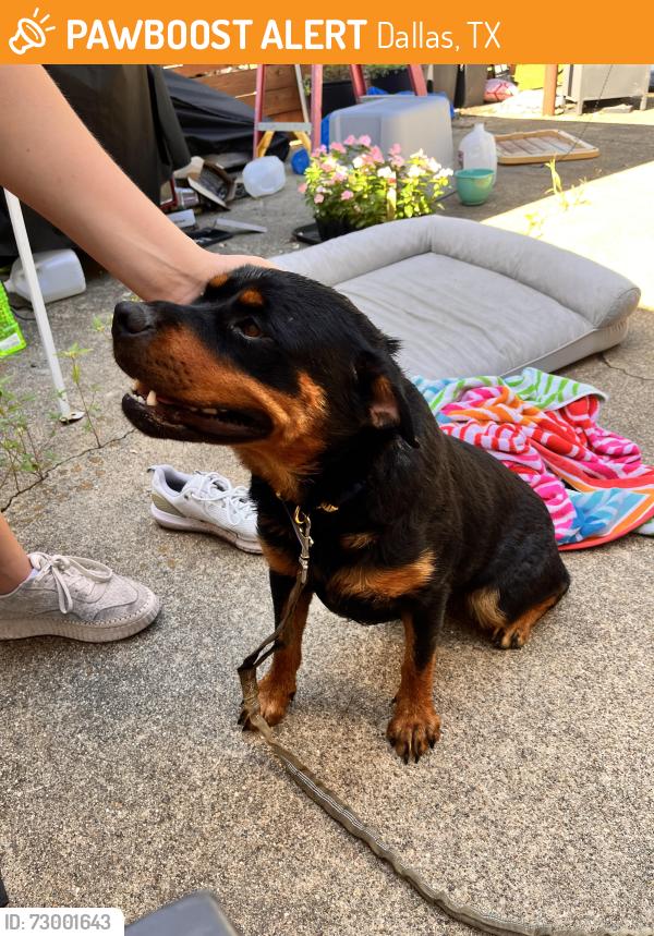 Found/Stray Female Dog last seen Mixon / Wemdom, Dallas, TX 75220