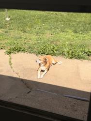 Reunited Female Dog last seen Forest Park apmts close to Penguin Park, Kansas City, MO 64117