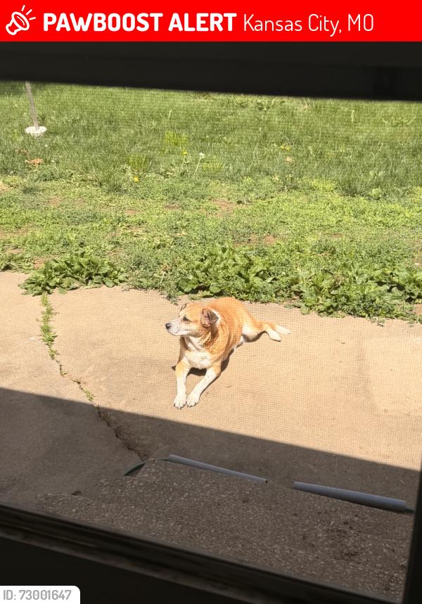 Lost Female Dog last seen Forest Park apmts close to Penguin Park, Kansas City, MO 64117