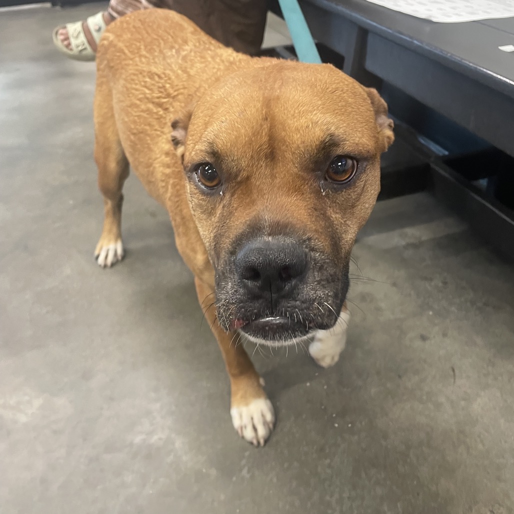 Shelter Stray Female Dog last seen , 3607 N Armenia Ave, Tampa, FL 33607, USA