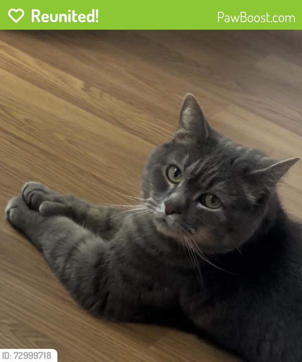 Reunited Male Cat last seen Cadillac / , Montréal, QC H1M 2L4