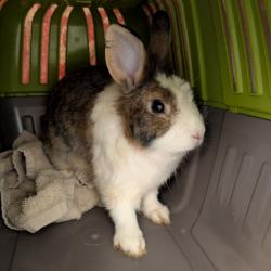 Shelter Stray Male Rabbit last seen , 99 Victor Rd, Fairport, NY 14450, USA