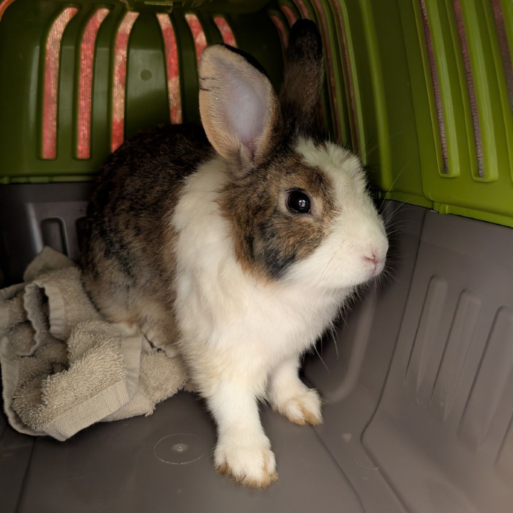 Shelter Stray Male Rabbit last seen , 99 Victor Rd, Fairport, NY 14450, USA