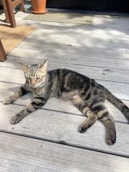 Reunited Female Cat last seen Near Reinhard and Jaeger , Columbus, OH 43206
