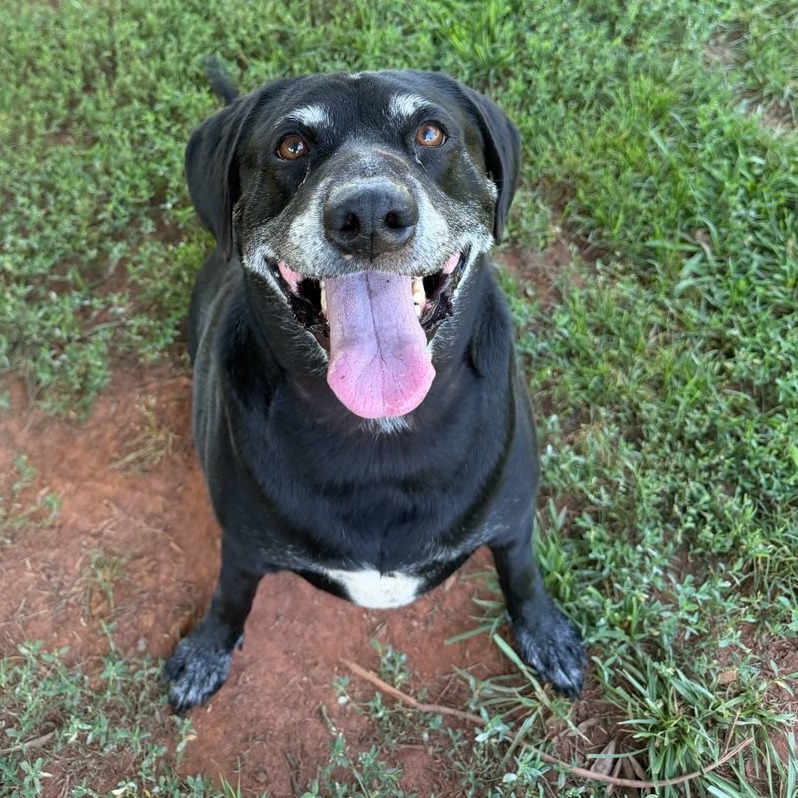 Shelter Stray Male Dog last seen , 328 Furman Hall Rd, Greenville, SC 29609, USA