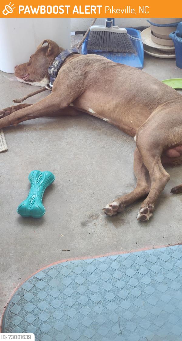 Found/Stray Male Dog last seen Nahunta, Pikeville, NC 27863