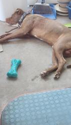 Found/Stray Male Dog last seen Nahunta, Pikeville, NC 27863