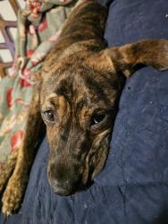 Found/Stray Female Dog last seen doordashing, Shawnee, OK 74801