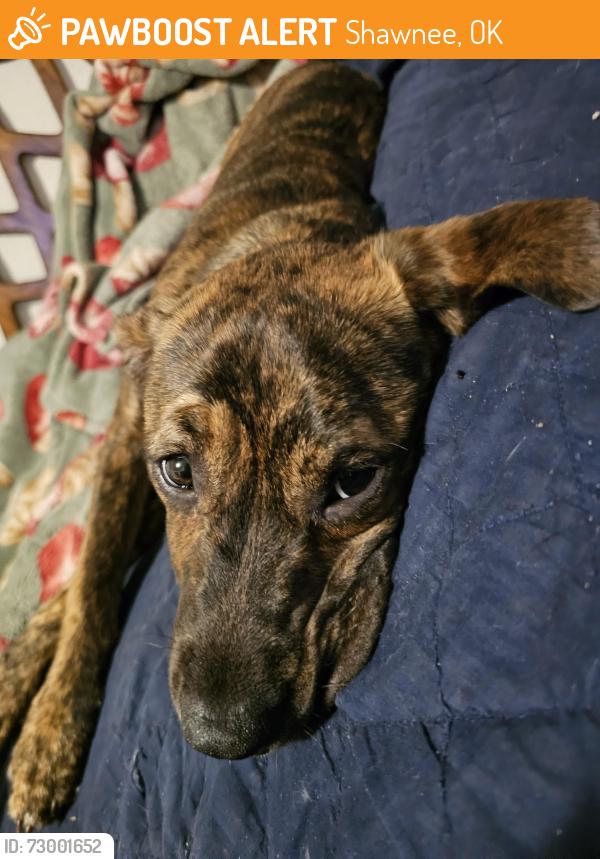 Found/Stray Female Dog last seen doordashing, Shawnee, OK 74801