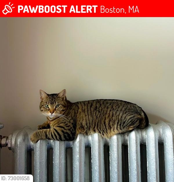 Lost Female Cat last seen Commonwealth ave, Boston, MA 02135