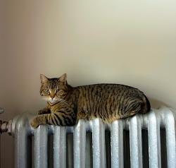 Lost Female Cat last seen Commonwealth ave, Boston, MA 02135