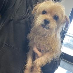 Shelter Stray Male Dog last seen , 3100 Deats Rd, Dickinson, TX 77539, USA