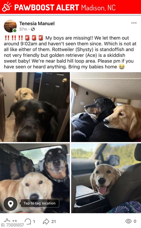 Lost Male Dog last seen Gore automotive , Madison, NC 27025