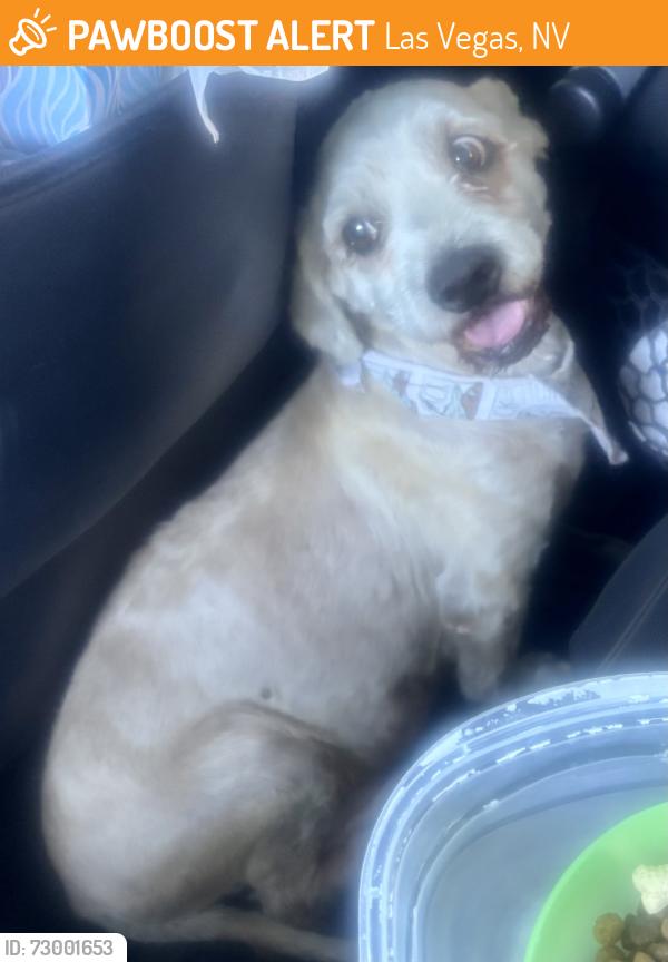 Found/Stray Male Dog last seen Alta and Durango , Las Vegas, NV 89145
