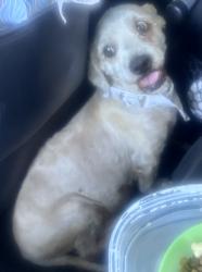 Found/Stray Male Dog last seen Alta and Durango , Las Vegas, NV 89145