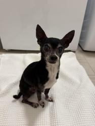 Found/Stray Male Dog last seen Found on whitecap drive, El Lago, TX 77586