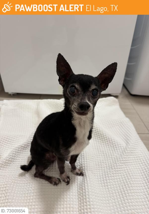 Found/Stray Male Dog last seen Found on whitecap drive, El Lago, TX 77586