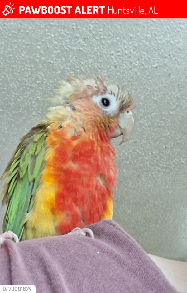 Lost Unknown Bird last seen Nearest main road is Rosalie ridge , Huntsville, AL 35811