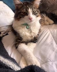 Reunited Male Cat last seen S Washington Dr Magna, Magna, UT 84044