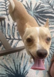 Found/Stray Male Dog last seen Sherrill , High Point, NC 27262