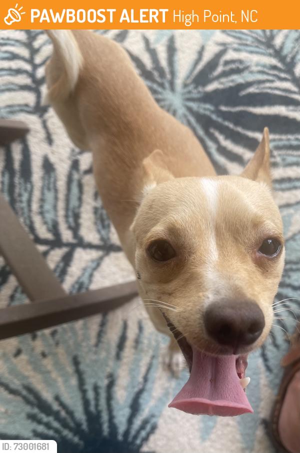 Found/Stray Male Dog last seen Sherrill , High Point, NC 27262