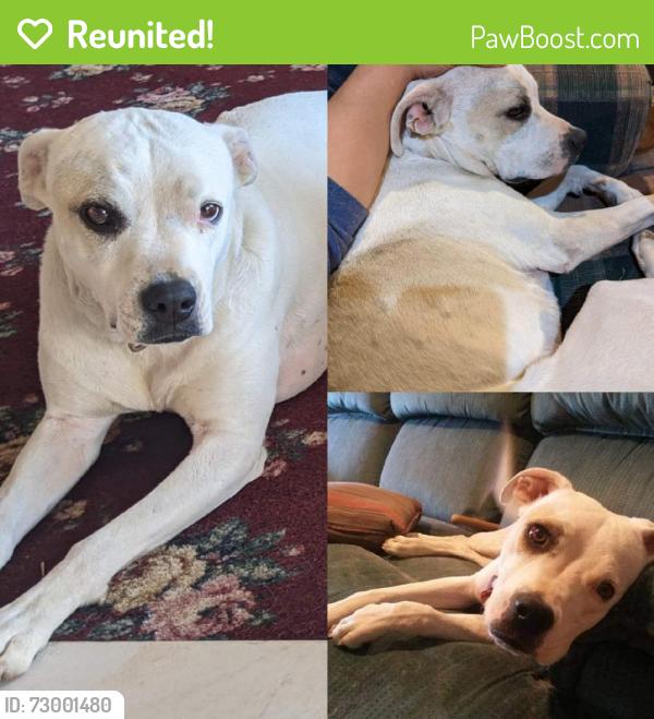 Reunited Female Dog last seen Near Snow Line Dr, Piñon Hills, CA 92372, USA, Piñon Hills, CA 92372