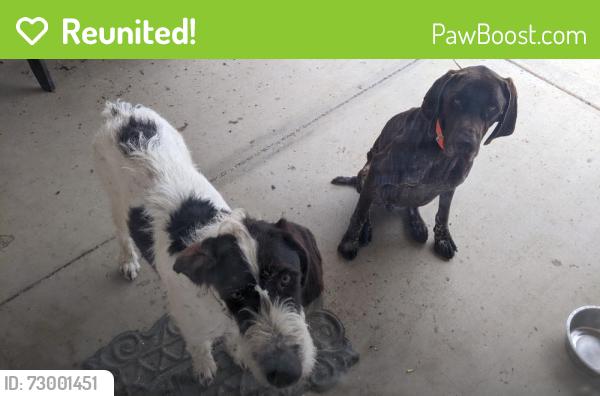 Reunited Male Dog last seen Near Snow Line Dr, Piñon Hills, CA 92372, USA, Piñon Hills, CA 92372