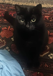Lost Female Cat last seen Crane and Houlton, Schenectady, NY 12303
