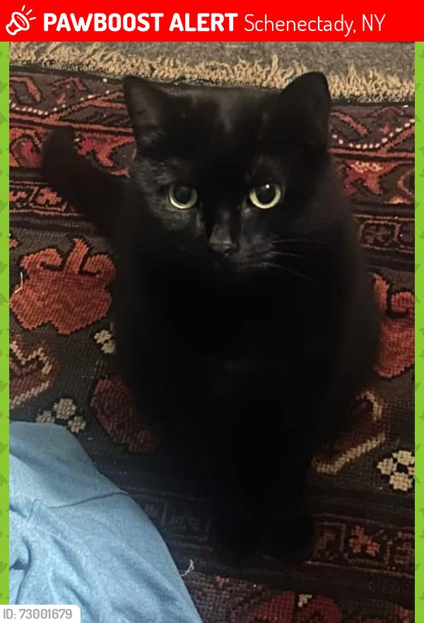 Lost Female Cat last seen Crane and Houlton, Schenectady, NY 12303