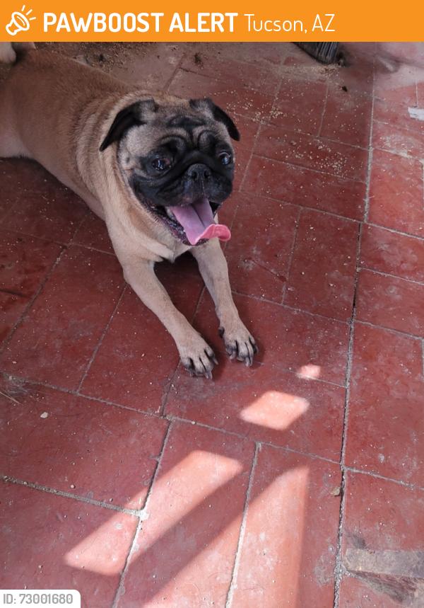 Found/Stray Unknown Dog last seen Country Club & 22nd , Bristol Park, Tucson, AZ 85713