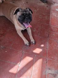 Found/Stray Unknown Dog last seen Country Club & 22nd , Bristol Park, Tucson, AZ 85713