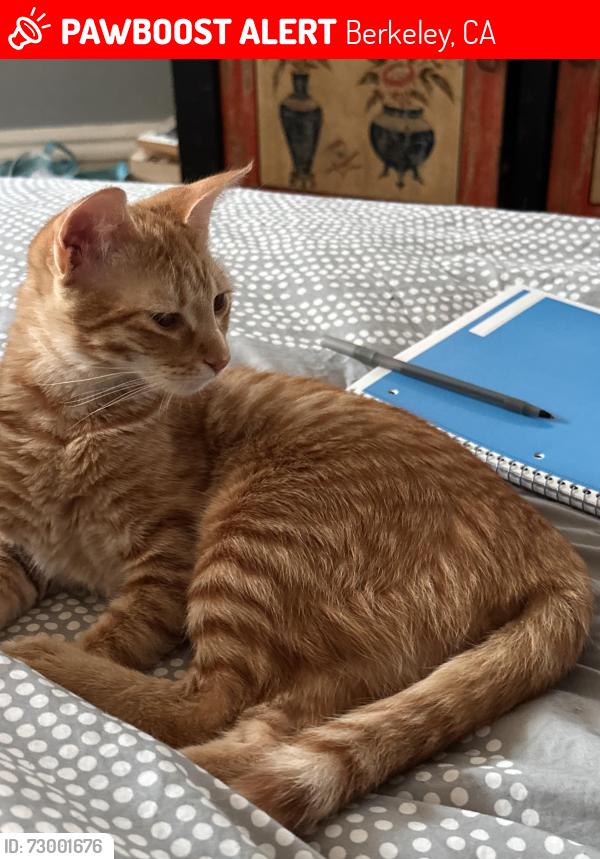 Lost Female Cat last seen Corner of Stuart/Ellsworth streets near Telegraph/Ashby, Berkeley, CA 94705