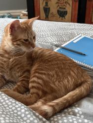 Lost Female Cat last seen Corner of Stuart/Ellsworth streets near Telegraph/Ashby, Berkeley, CA 94705