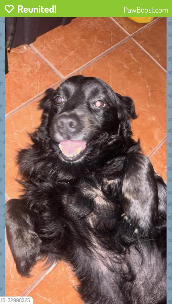 Reunited Male Dog last seen Marback rd , San Antonio, TX 78245
